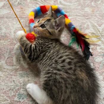 Posh -  Domestic Short Hair Cat for Adoption in Jupiter, Florida - Posh | PetCurious