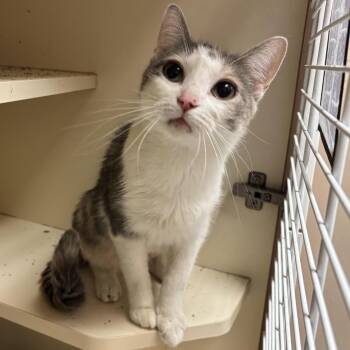 Coco -  Domestic Short Hair Cat for Adoption in South Elgin, Illinois - Coco | PetCurious