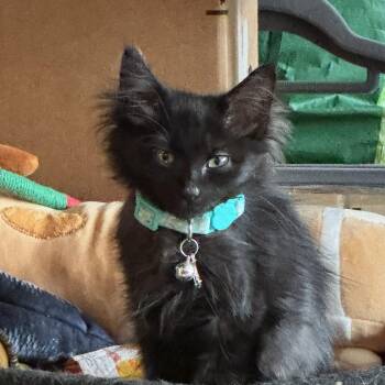 Bella -  Domestic Long Hair and Maine Coon Cat for Adoption in Houston, Texas - Bella | PetCurious