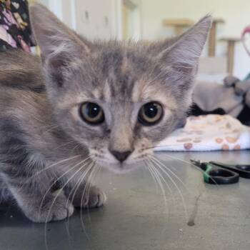 Linda -  Domestic Medium Hair Cat for Adoption in Clarksdale, Mississippi - Linda | PetCurious