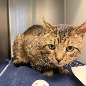 Tiger -  Domestic Short Hair Cat for Adoption in Fairport, New York - Tiger | PetCurious