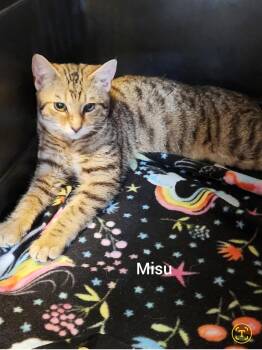 American Shorthair and Bengal Cats Available for Adoption - Misu ( Orlando, FL) | PetCurious