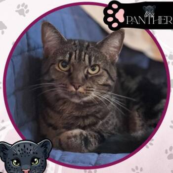 Domestic Short Hair Cats Available for Adoption - Pepper | PetCurious