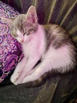 Domestic Short Hair Cats Available for Adoption in Lemont, Illinois - Ozone | PetCurious