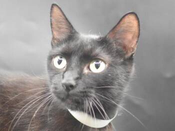 Cleo -  Domestic Short Hair Cat for Adoption in Portland, Oregon - Cleo | PetCurious