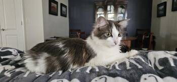 Mrs. Potts -  Domestic Medium Hair Cat for Adoption in Powder Springs, Georgia - Mrs. Potts | PetCurious