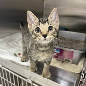 Honey -  Domestic Short Hair Cat for Adoption in Jupiter, Florida - Honey | PetCurious