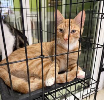 Kai -  Domestic Short Hair Cat for Adoption in Lemoore, California - Kai | PetCurious