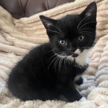 Winter -  Domestic Short Hair Cat for Adoption in East Montpelier, Vermont - Winter | PetCurious