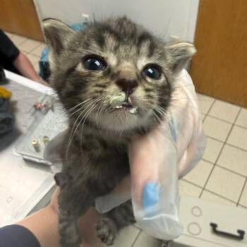Zoodles -  Domestic Medium Hair Cat for Adoption in Charleston, West Virginia - Zoodles | PetCurious