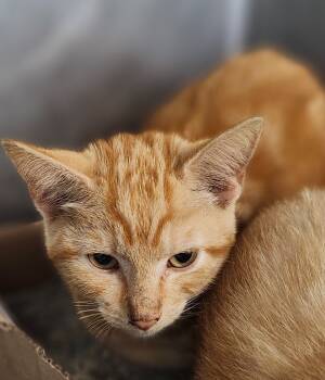 Rescue Domestic Short Hair Cats for Adoption in Cincinnati, Ohio - Magic Mint | PetCurious