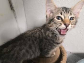 Domestic Medium Hair and Domestic Short Hair Cats Available for Adoption in Fort Worth, Texas - Tiger Bug | PetCurious