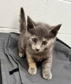 Rescue Domestic Short Hair Cats for Adoption in Portsmouth, Ohio - Opal | PetCurious
