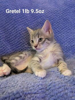 Rescue Domestic Short Hair Cats for Adoption in St. George, Utah - Grettle | PetCurious