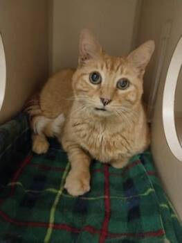 Domestic Short Hair Cats Available for Adoption in Sacramento, California - Bella Donna | PetCurious
