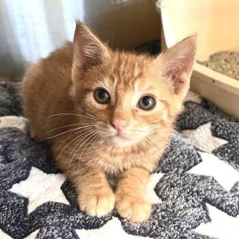 James Dean -  Domestic Short Hair Cat for Adoption in Los Angeles, California - James Dean | PetCurious