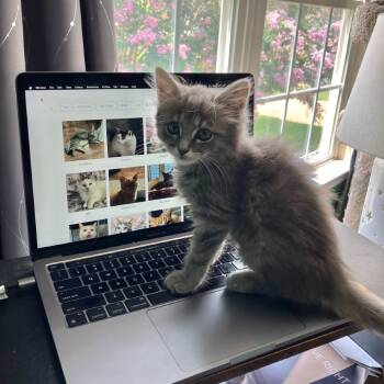 Rescue Domestic Medium Hair Cats for Adoption in Lyndhurst, Virginia - Dust Bunny | PetCurious