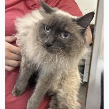 Darling Miss Honey -  Balinese and Ragdoll Cat for Adoption in Burlington, North Carolina - Darling Miss Honey | PetCurious