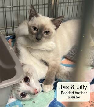 Jilly and Jax -  Siamese Cat for Adoption in Ellicott City, Maryland - Jilly And Jax | PetCurious