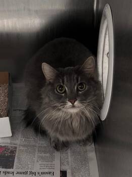 Domestic Long Hair Cats Available for Adoption in Dallas, Texas - VELVET | PetCurious