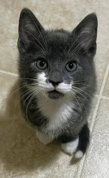 Razzle -  Domestic Short Hair Cat for Adoption in Lafayette, Colorado - Razzle | PetCurious