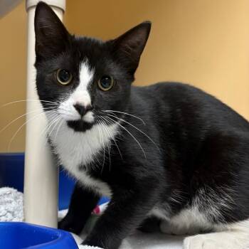 Rescue Domestic Short Hair Cats for Adoption in East Hanover, New Jersey - Elton | PetCurious
