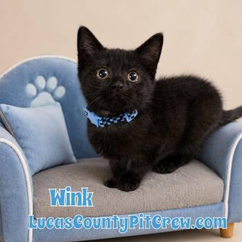 Wink -  American Shorthair and Domestic Short Hair Cat for Adoption in Toledo, Ohio - Wink | PetCurious