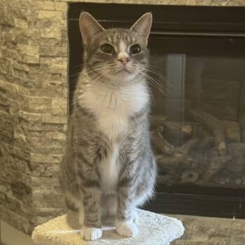 Rescue Domestic Short Hair Cats for Adoption in Stoughton, Wisconsin - Faith | PetCurious