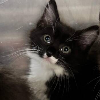 Spike -  Domestic Medium Hair Cat for Adoption in Hemet, California - Spike | PetCurious