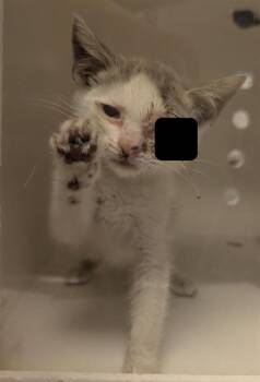 OSITA - IN FOSTER -  Domestic Short Hair Cat for Adoption in Ontario, California - OSITA - IN FOSTER | PetCurious