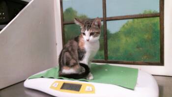 MORTICIA -  Domestic Short Hair Cat for Adoption in Houston, Texas - MORTICIA | PetCurious