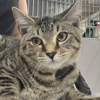 Bardolph -  Domestic Short Hair Cat for Adoption in New York, New York - Bardolph | PetCurious