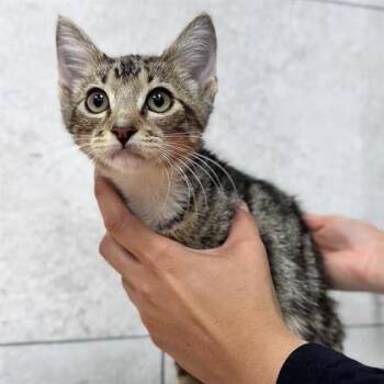 Domestic Short Hair Cats Available for Adoption - Cocoa Puff | PetCurious