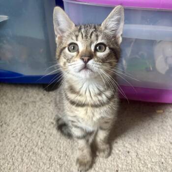 Forsythia -  Domestic Short Hair Cat Available for Adoption in Richmond, Virginia - Forsythia | PetCurious
