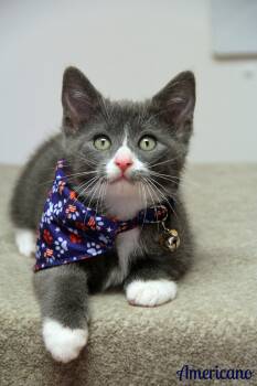 Domestic Short Hair Cats Available for Adoption in Vinton, Iowa - Americano | PetCurious