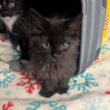 Purrelli (Darkness) -  Domestic Long Hair Cat for Adoption in Emporia, Kansas - Purrelli (Darkness) | PetCurious