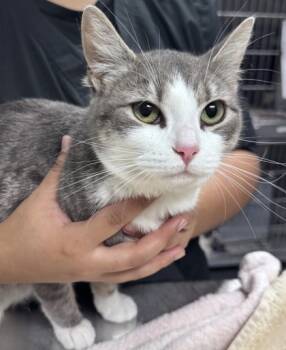 Rescue Domestic Short Hair Cats for Adoption in Daytona Beach, Florida - Wynter | PetCurious