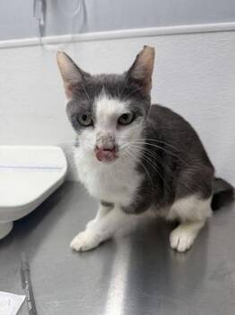 Penguin -  Domestic Short Hair Cat for Adoption in West Chester, Pennsylvania - Penguin | PetCurious