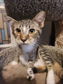 Domestic Short Hair Cats Available for Adoption - Nash T  0350 | PetCurious