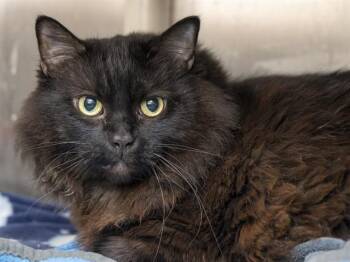LICORICE -  Domestic Long Hair Cat for Adoption in Phoenix, Arizona - LICORICE | PetCurious