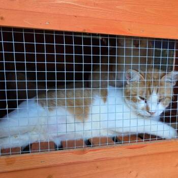 Domestic Short Hair Cats Available for Adoption in Natchitoches, Louisiana - Jack | PetCurious