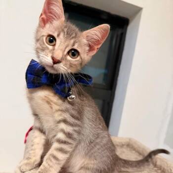 Nick -  Tabby Cat for Adoption in Coral Gables, Florida - Nick | PetCurious