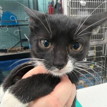 Crab -  Domestic Short Hair Cat for Adoption in Port Charlotte, Florida - Crab | PetCurious