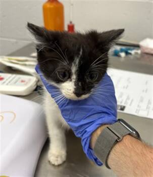 CINNABAR -  Domestic Short Hair Cat for Adoption in Indianapolis, Indiana - CINNABAR | PetCurious