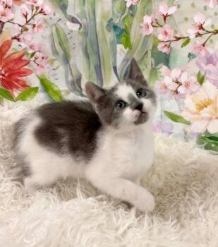 Domestic Short Hair Cats Available for Adoption in Tehachapi, California - Peanut | PetCurious