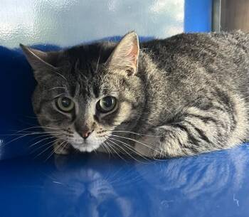 Domestic Short Hair Cats Available for Adoption in Westminster, Maryland - BELLA | PetCurious