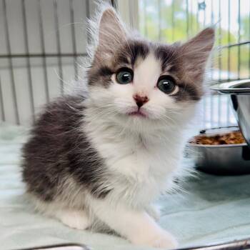 Lacey -  Domestic Long Hair Cat for Adoption in Lebanon, Missouri - Lacey | PetCurious