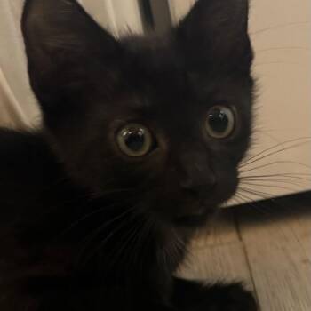 Ed, Edd n Eddy -  Domestic Short Hair Cat for Adoption in Westminster, California - Ed, Edd N Eddy | PetCurious