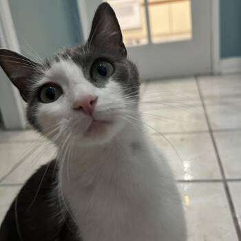 Domestic Short Hair Cats Available for Adoption in Long Beach, California - Daisy | PetCurious