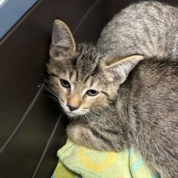 Shimmer - Chow Hound Northland -  Domestic Short Hair Cat for Adoption in Grand Rapids, Michigan - Shimmer - Chow Hound Northland | PetCurious